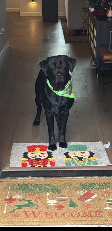 Banjo, our black lab, standing at the front door on his welcome mat.